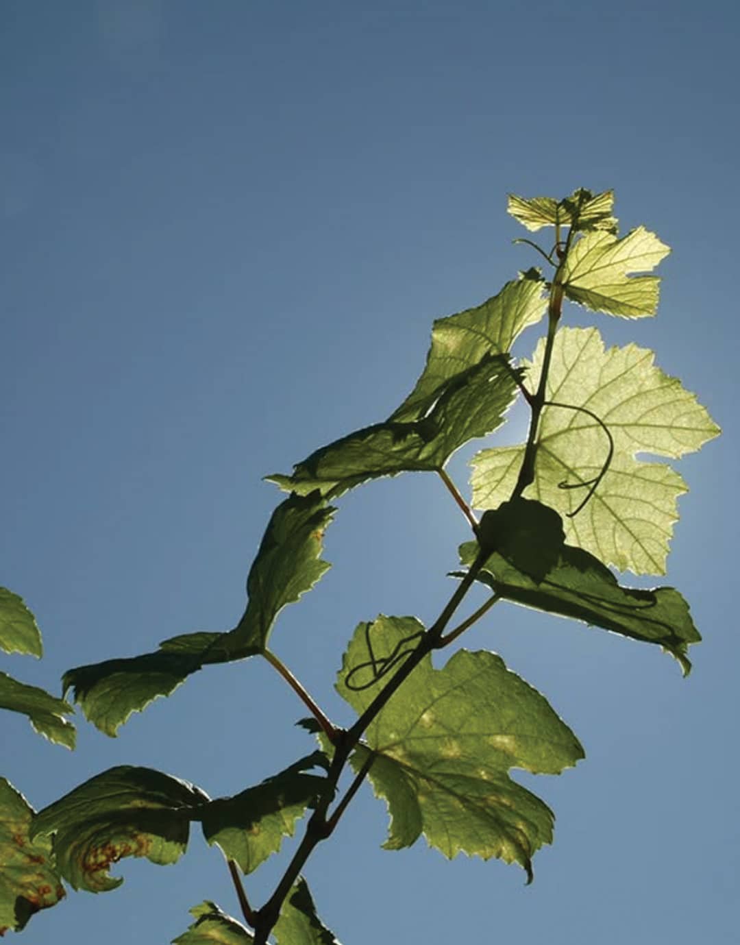 Screenshot 2026-02-03 alle 11.54.17